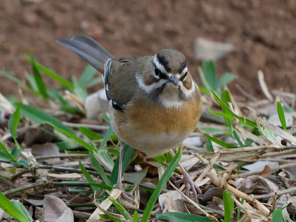 <h3>Erythropygia quadrivirgata / Bearded scrub robin / Streepkopwaaierstaart</h3>OM-1 Mark II met OLYMPUS M.150-400mm F4.5, 1/800 sec  bij F4.5, ISO 10000, afstand 5.24 m
